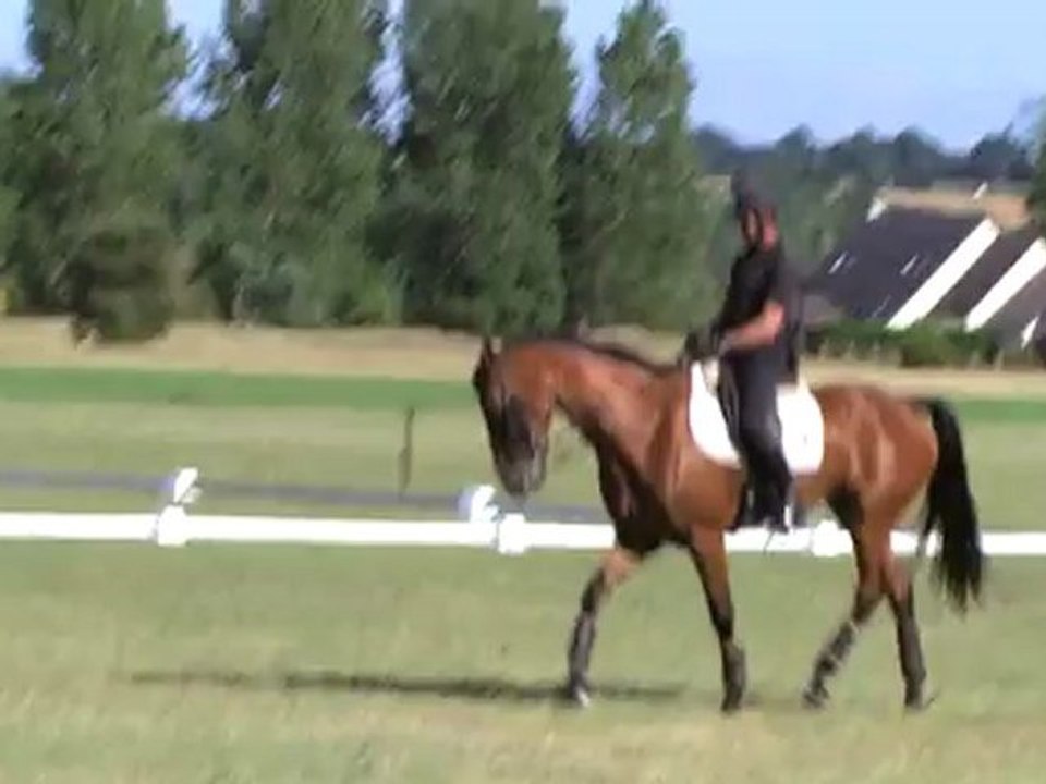 Cheval Equitation préparation jeux olympiques épisode 5