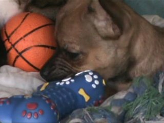 Vivre ensemble (chiens et chats)