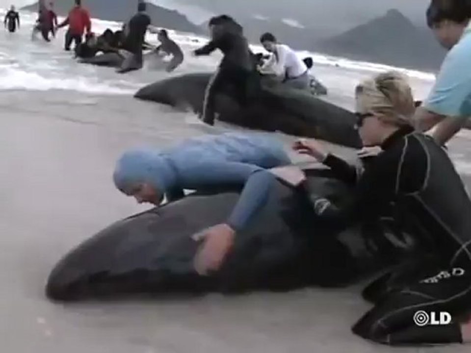 55 ballenas varadas en Ciudad del Cabo