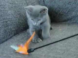 Hava des Rives d'Estaing