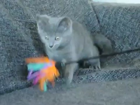 Henzo des Rives d'Estaing