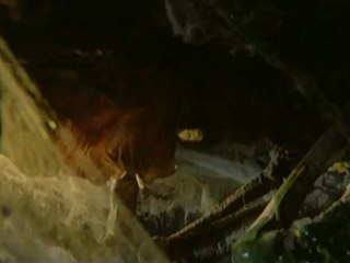 Ghosthouse 2 - Das Ungeheuer lebt [1988] Trailer german