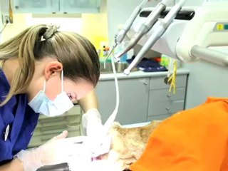 Veterinær Oslo Volvat Dyreklinikk AS