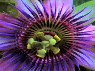 Blomsterforretning Fyllingsdalen Rikhard Juuhl blomster ...