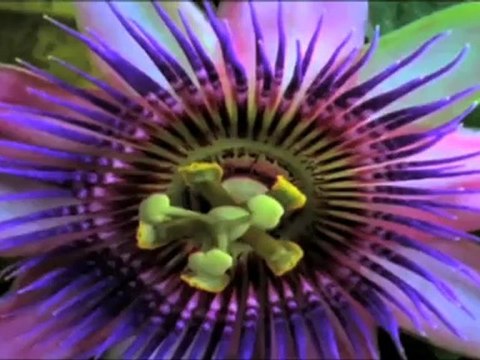 Blomsterforretning Fyllingsdalen Rikhard Juuhl blomster ...