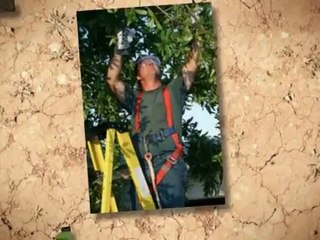 Hernandez Tree Service (936)760-1392