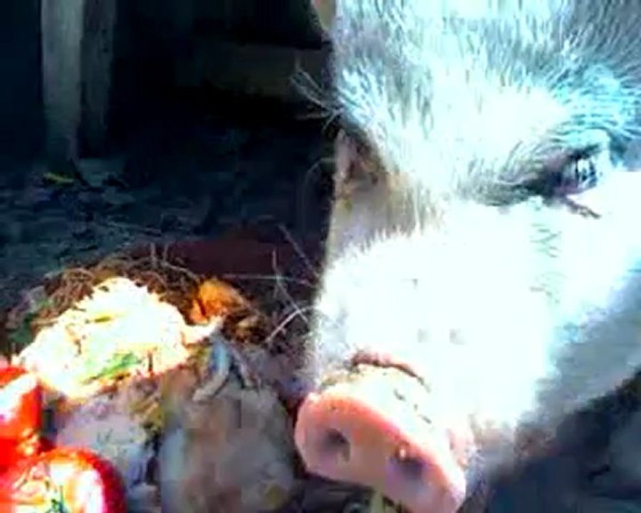 tetel a encor grossi...