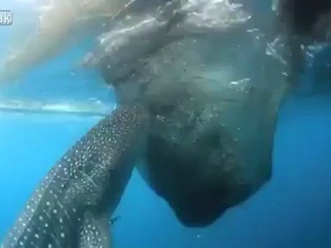 Китовая акула крадет рыбу из рыболовной сети