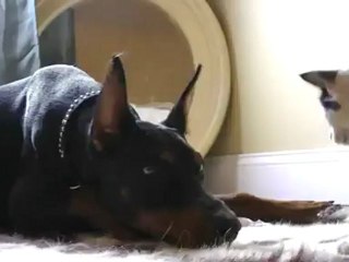 Очаровательная дружба: котенок и доберман 🐾