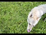 Chien loup tchécoslovaque - Fragance, Juillet 2012