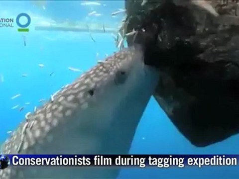 Whale shark sucks fish from net off Indonesia