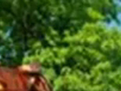 Almanor Tree Removal - (530) 596-3616