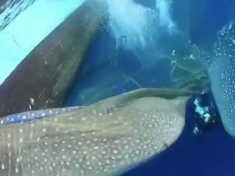 Indonésie: les requins-baleines parfois piégés dans les filets