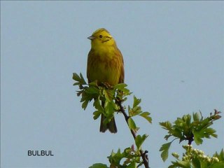 Shahnaz  Amar Prothom Gaan Mukto Pakhir Moto