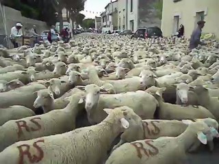 Transhumance à Jonquiéres