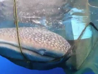 Un tiburón ballena en problemas