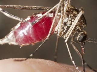 "Mutant" Mosquitos Could be Released in Florida