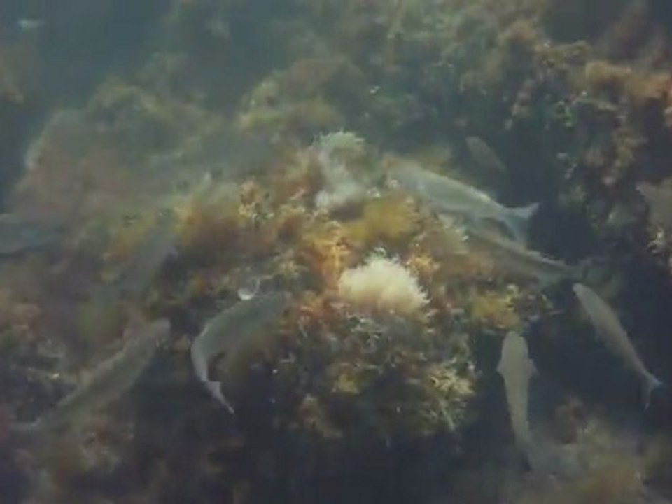 Schnorcheln in kroatien