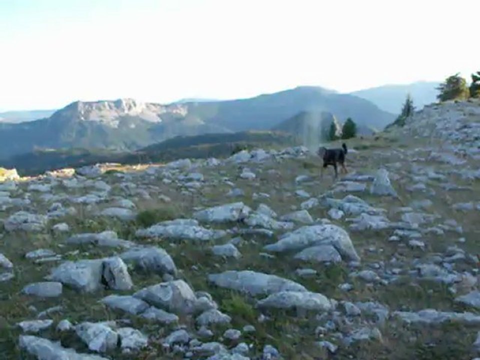 Febus, beauceron en estive, juillet 2012