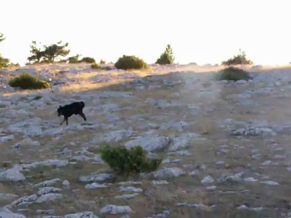 Febus, beauceron en estive, juillet 2012,2