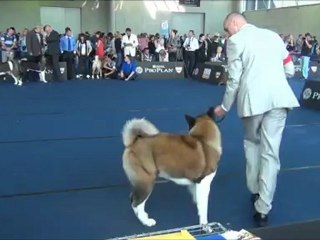 Estava Rain Free Flow " Neiji "  WDS 2012 Salzburg