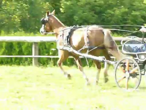 vidéo cheval Franche Montagne Bois Naison JUILLET 2012 007