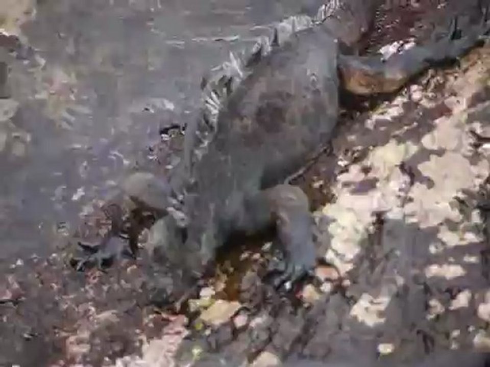 Iguanas marines Bartholome