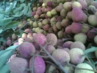 Shahnaz Rahmatullah- Ekbar Jete De Na