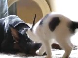 Un gran doberman y un gatito comparten una rivalidad amistosa