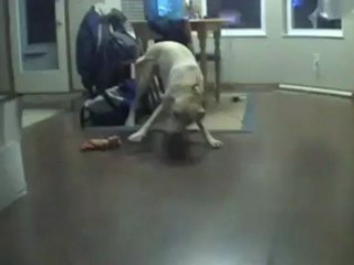 Lucy  workout dog gets excited for her training