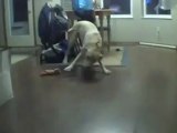 Lucy  workout dog gets excited for her training
