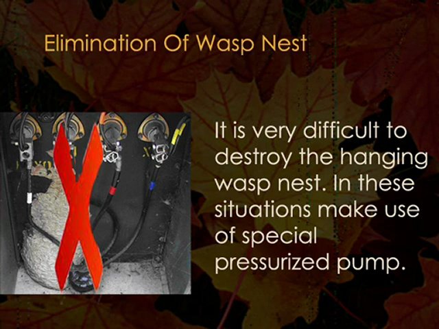 Wasp Control