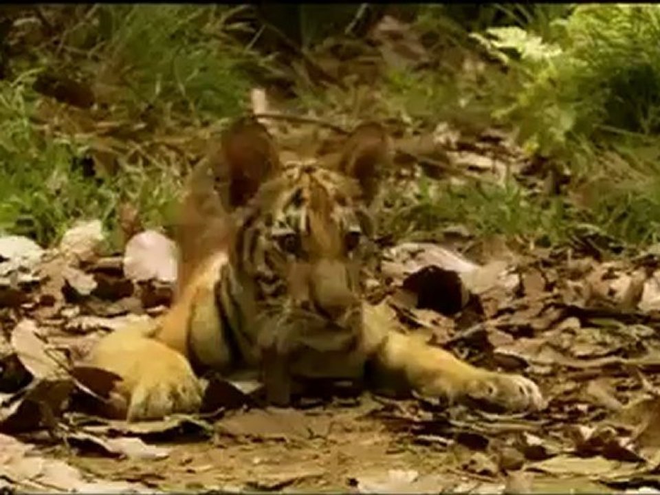 Bande Annonce - Deux frères.