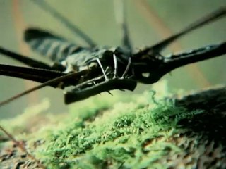 Északi Erdő  -  David Attenborough: Élő bolygó 3/13