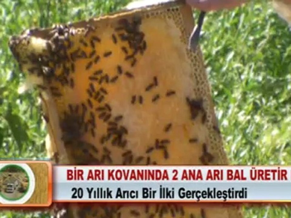 BİR ARI KOVANINDA 2 ANA ARI BAL ÜRETİR Mİ?