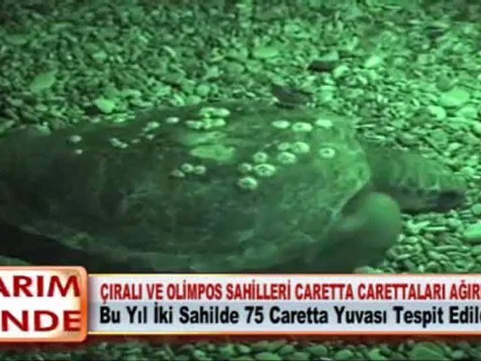 ÇIRALI VE OLİMPOS SAHİLLERİ CARETTA CARETTALARI AĞIRLIYOR