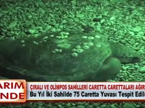 ÇIRALI VE OLİMPOS SAHİLLERİ CARETTA CARETTALARI AĞIRLIYOR
