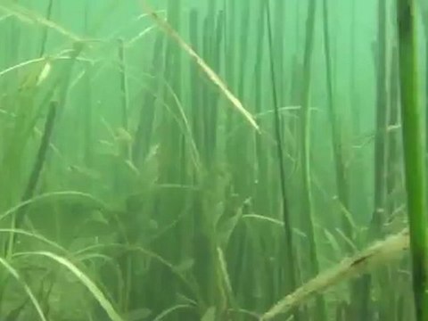 Perches et Brochets 2