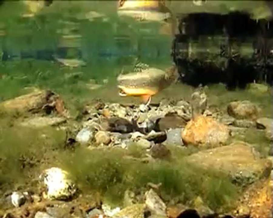 Voyage sous la riviére
