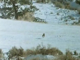 Fűtenger -  David Attenborough: Élő bolygó 5/13