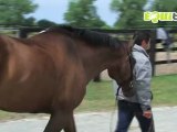 Cheval Equitation préparation jeux olympiques épisode 7