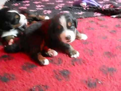 video chiots dixy 001