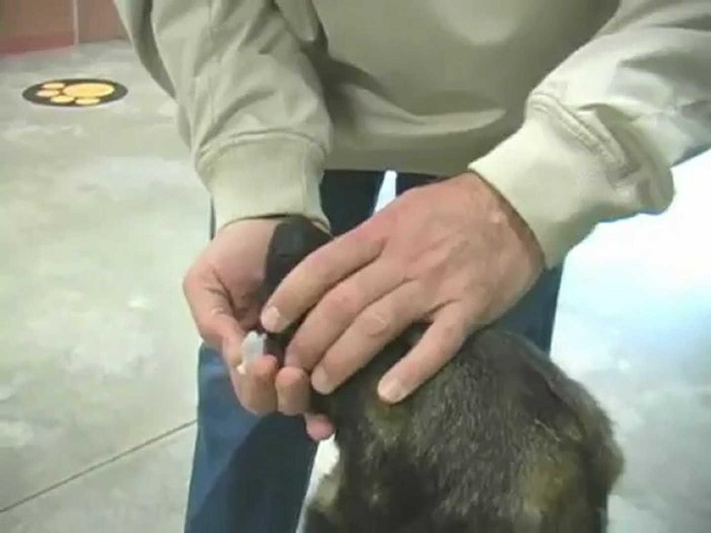 How to use ChondroPaw