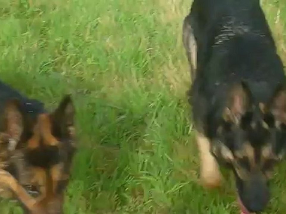 Connie et Digger d'araval