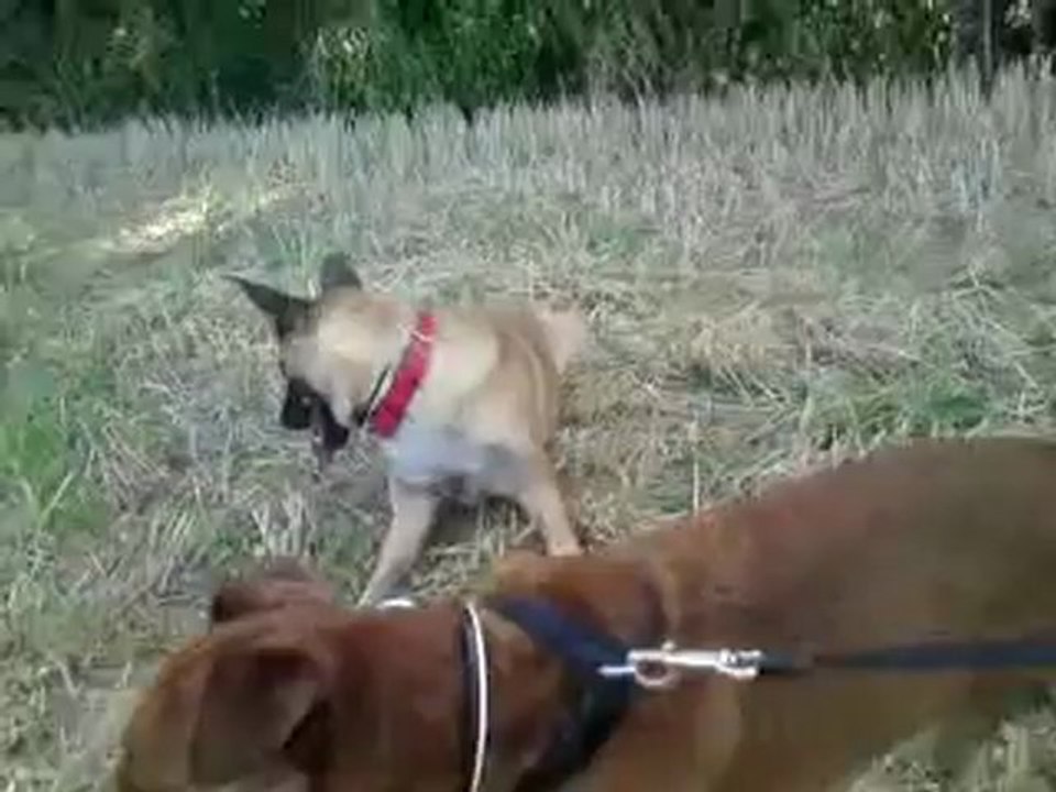 Gala et les gouttes d'eau