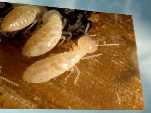 Pest Control in Henderson | New Solutions Pest Control