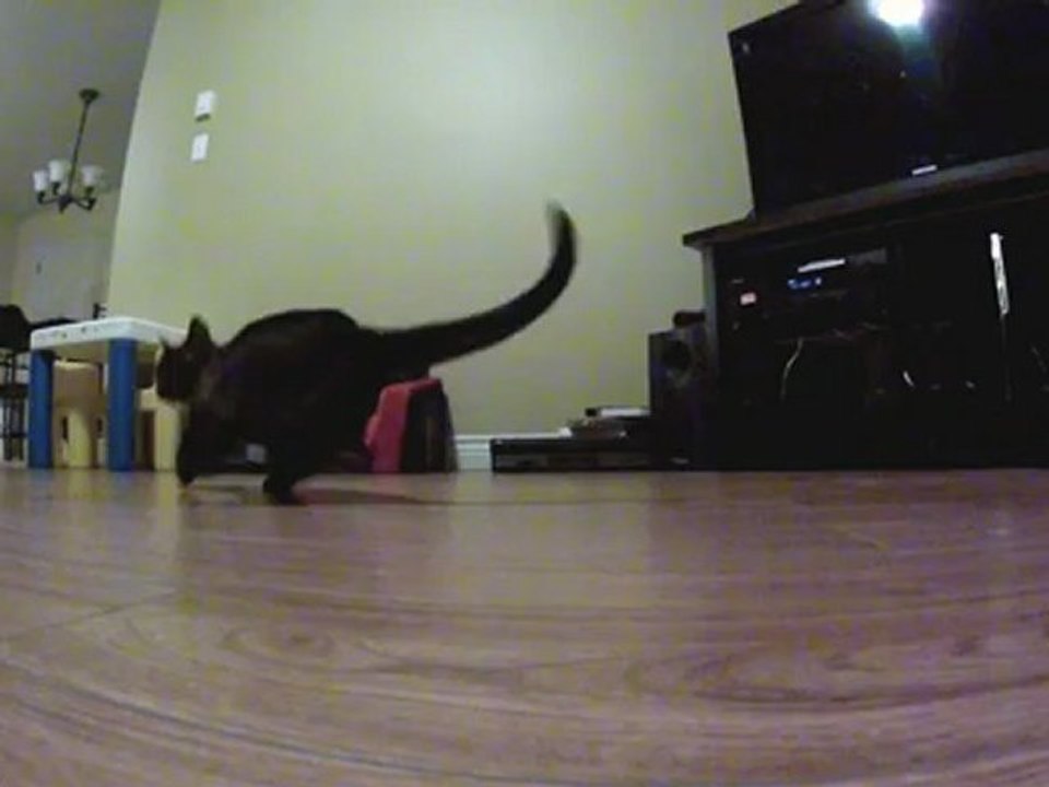 The fart that scared my cat