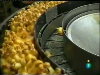 Animales: Fabricas de proteinas