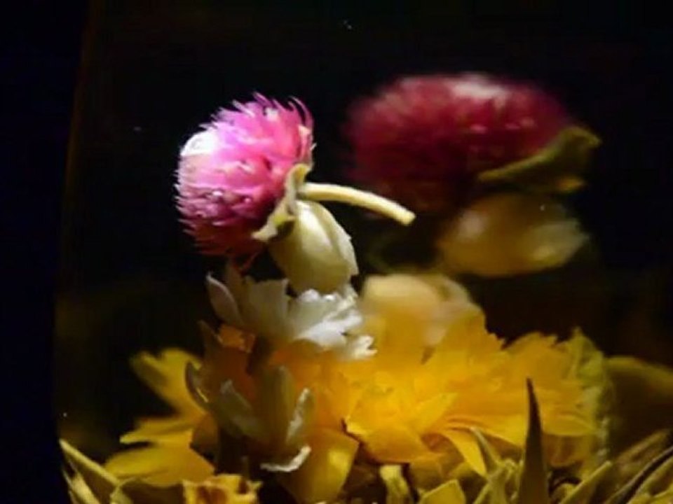 Vidéo de l'éclosion d'une fleur de thé vert de ThéCalin : « amour éternel »