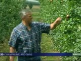 Mauvaise récolte pour les producteurs de pommes